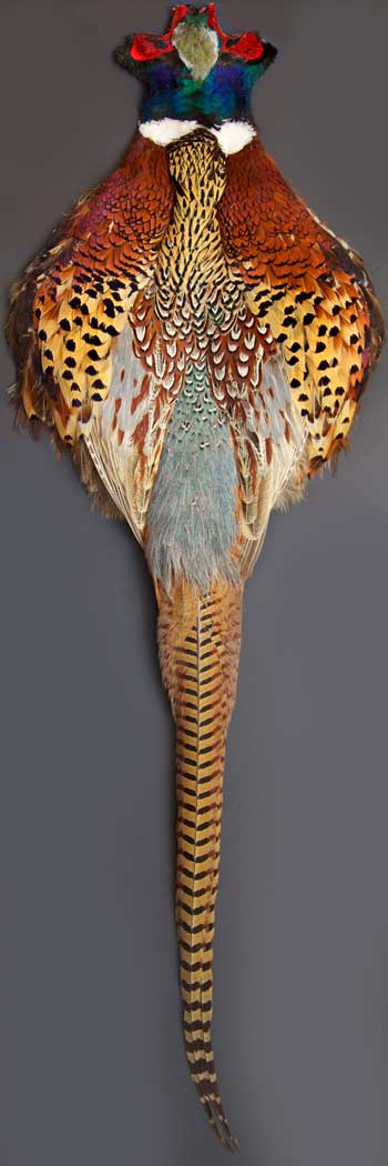 Details about   RINGNECK PHEASANT SKIN Hareline Fly Tying Feathers Ring-Neck Pelt NEW! 