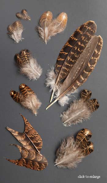<<satyr tragopan feathers - female>>