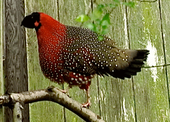 <Satyr Tragopan>