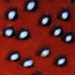 satyr tragopan feathers