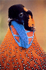 satyr tragopan male