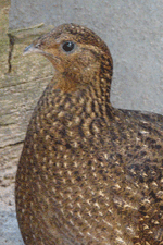satyr tragopan hen
