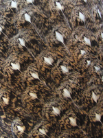 satyr tragopan feathers - hen