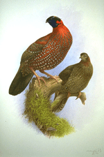 satyr tragopan 