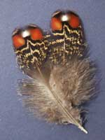 satyr tragopan feathers - hen
