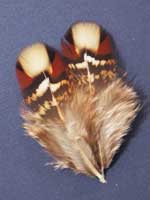 satyr tragopan hen