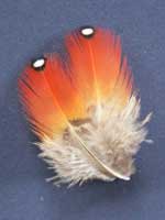 satyr tragopan feathers