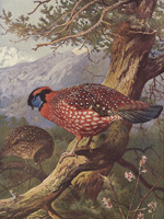 satyr tragopan 