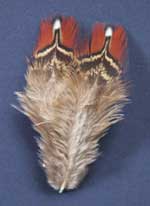 satyr tragopan male