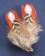 satyr tragopan feathers - hen