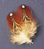 satyr tragopan feathers